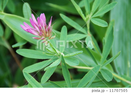 シャジクソウ 11707505