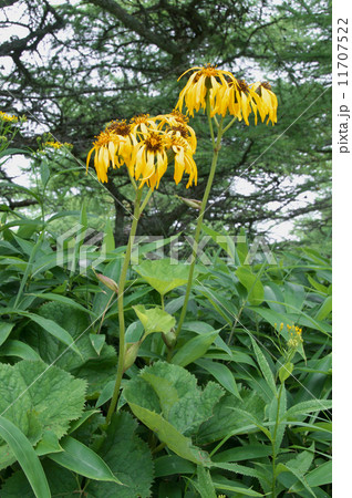 マルバダケブキ 11707522