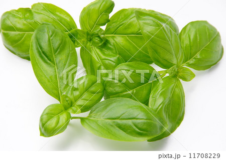 バジル 11708229