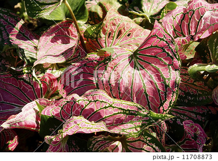 カラジュウム 11708873