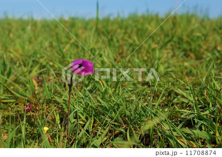 トルコ　イスタンブールの道端に咲く花 11708874