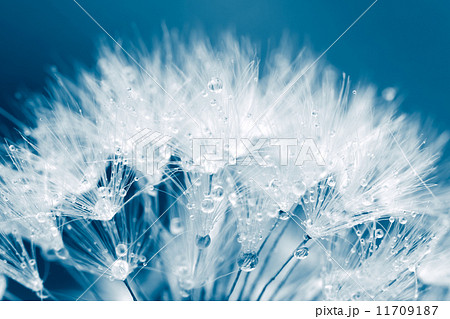 Super macro shot of white dandelion with water drops Super macro shot of white dandelion with water drops 11709187