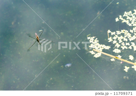 アメンボ 11709371