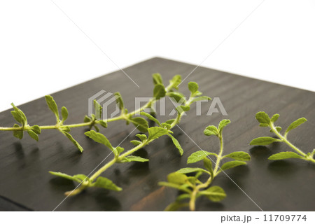 Herb Herb 11709774