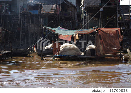 カンボジア トンレサップ湖の水上生活 カンボジア トンレサップ湖の水上生活 11709838