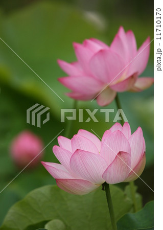 はすの花 11710170