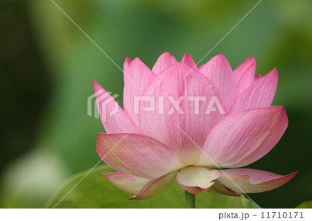 はすの花 はすの花 11710171