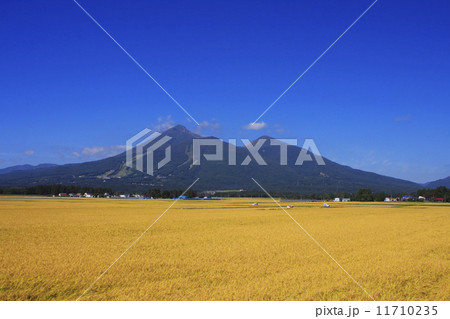稲穂と磐梯山 11710235
