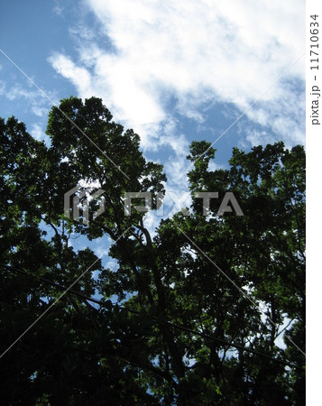 かっとする夏 11710634