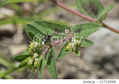 オオニシキソウ 11710986