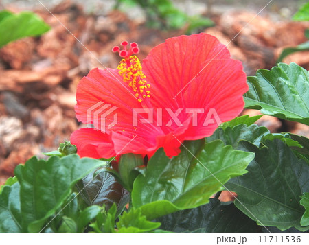 ハイビスカス・レッド 11711536