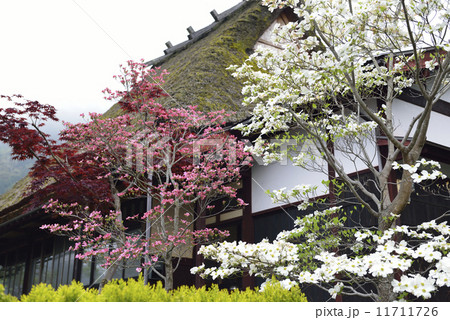 春の古民家 11711726