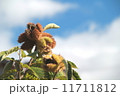 栗 11711812