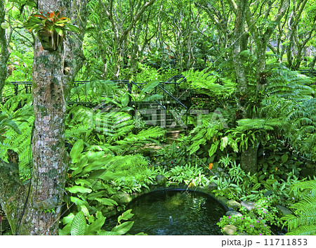 Trees Trees 11711853