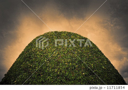 Formal Garden Formal Garden 11711854