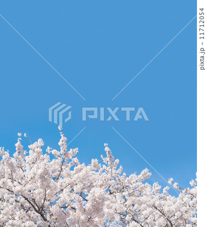桜の木 11712054