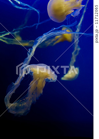 Indonesian Sea Nettle-39 11712065