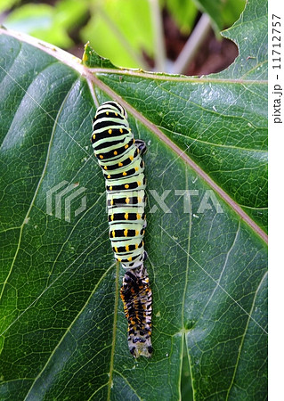 あしたばの上の、幼虫シリーズ・一皮むけました 11712757