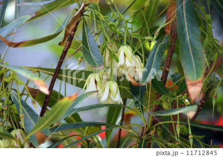 熱帯スズラン 熱帯スズラン 11712845