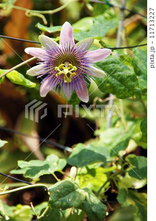 パッシフローラ・ベロティー 11713227