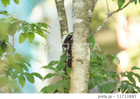 カブトムシ集合 カブトムシ集合 11713885