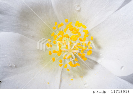 松葉牡丹 松葉牡丹 11713913