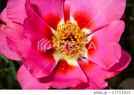 松葉牡丹 11713915