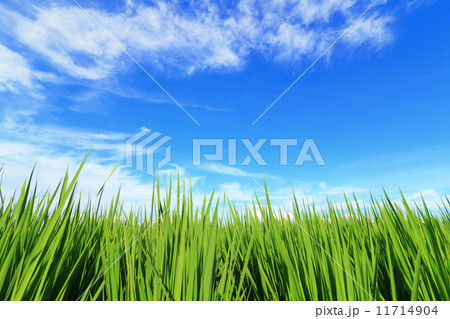green grass and blue sky 11714904