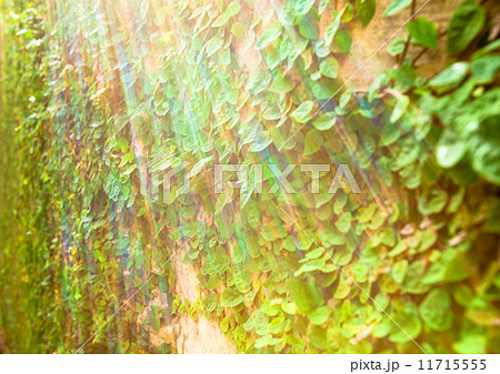 蔓植物と虹色の光 蔓植物と虹色の光 11715555