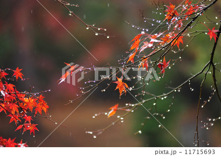 雨上がりの秋 11715693