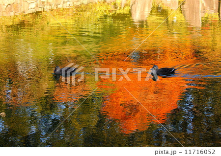 autumn 秋 あき autumn 秋 あき 11716052