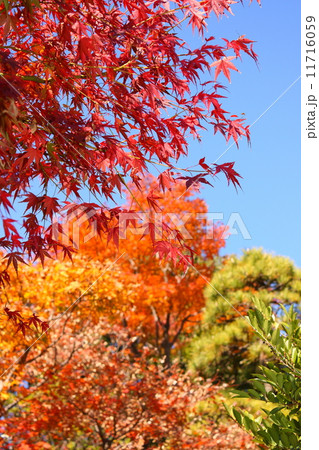 autumn　秋　あき 11716059
