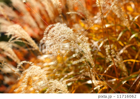 autumn　秋　あき 11716062