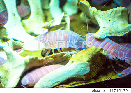 オオグソクムシ 11716179