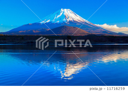 精進湖に映る逆さ富士を横切る水鳥(3) 精進湖に映る逆さ富士を横切る水鳥(3) 11716259