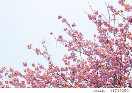 満開の八重桜 満開の八重桜 11716290