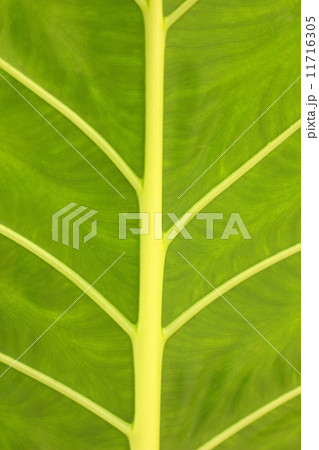 Green leaf background Green leaf background 11716305