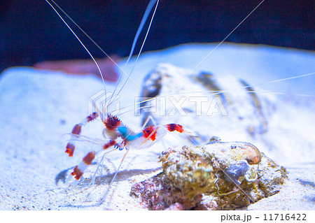 オトヒメエビ 11716422