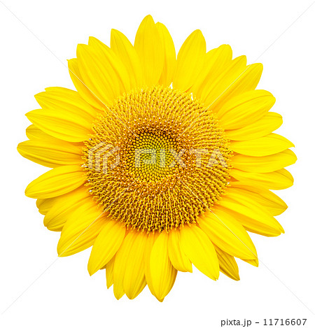 sunflower isolated on white background sunflower isolated on white background 11716607