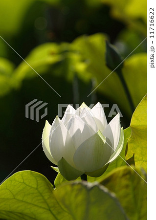 白い蓮の花 11716622