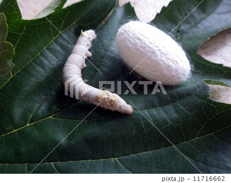 カイコと繭 11716662