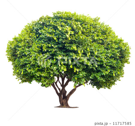 Tree isolated on white background 11717585