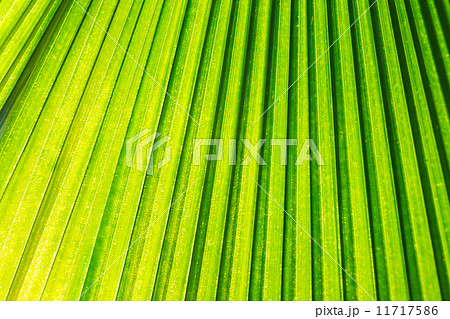 green leaf background, closeup 11717586