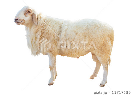 Sheep standing on white background 11717589