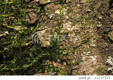 Texture moss on tree bark photographed in macro mode as backgrou 11717724