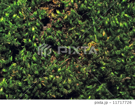 Texture moss on tree bark photographed in macro mode as backgrou Texture moss on tree bark photographed in macro mode as backgrou 11717726