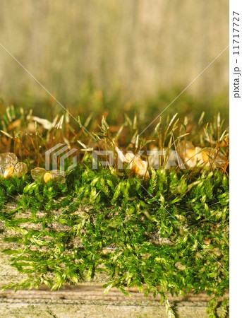 Texture of moss on an old fence as background (focus on moss) 11717727