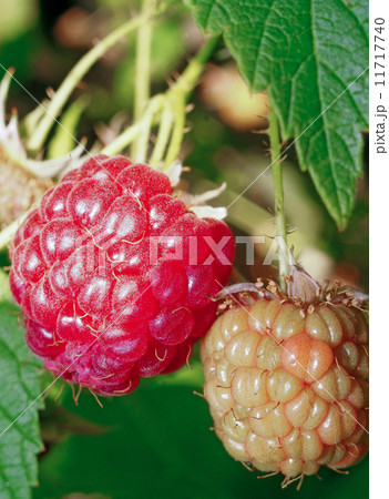 One ripe and one immature raspberries on the bush One ripe and one immature raspberries on the bush 11717740