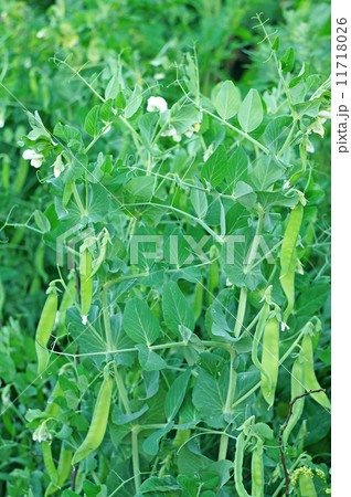 Flowering Shrubs green peas in the garden 11718026