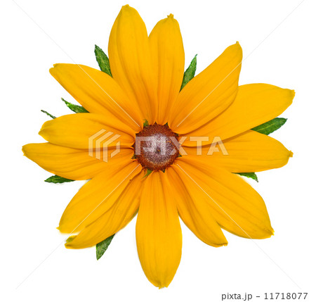 Big yellow flower Rudbeckia closeup isolated on white 11718077